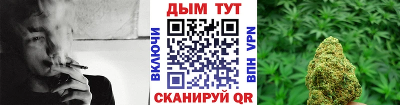 Конопля сатива Сясьстрой